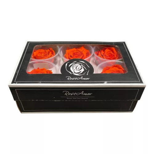 Rose Amor LL Örökrózsa fej 6db BIC01