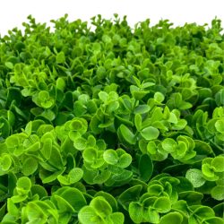 Növényfal eukaliptusz 60x40cm zöld