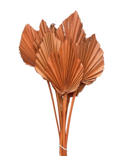 Pálmalevél narancs 10db/cs 45-55cm