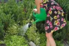 locsolókanna 5 L  Zöld SPRING Prosperplast
