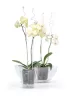 Orchidea támasz 01 Coubi Átlátszó 585x90x60 mm