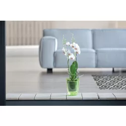 Orchidea támasz 40x550 mm Átlátszó COUBI Prosperplast