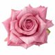 Rózsa selyemvirág fej, 9cm - Rózsaszín