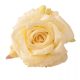 Rózsa selyemvirág fej, 11cm - Krém 