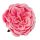 Angol rózsa selyemvirág fej, 10.5cm - Fehér / Rózsaszín 
