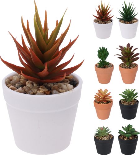 Pozsgások 3 féle színű cserépben választható/ db 