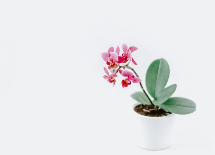 Agyaggranulátum használata