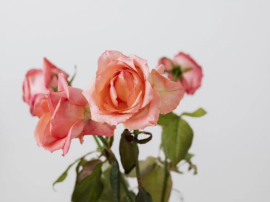 Szezonok és alkalmak a “Dekor Iparban” I. rész