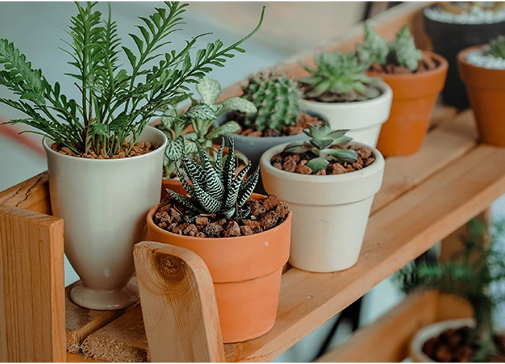 Minden, amit tudnod kell a kerámia kaspókról